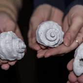 Escarg-no: Fake Snail Shells Created by Northwestern Students Will Be Used to Lure in Sea Predators for Research