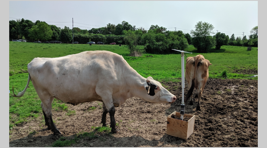 A cow on a farm in Illinois interacts with the CattleTECH prototype.